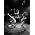 Thumbnail image of Pearl Jam