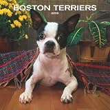 Boston Terriers 2008 Square Wall: Wall