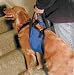 Lift-N-Aid Mobility Harness-Large