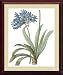 Blue African Lily (bot. Agapanthus umbellatus) Framed Print by Pierre-Joseph Redoute Framed