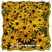 Showy Black-eyed Susan (Rudbeckia fulgida var speciosa) Jumbo Wildflower Seed Packet - 1000 Seeds