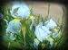 White Reprise Rebloomer Tall Bearded Iris Rhizome 'Iridaceae' 1 Bulb Rhizome