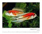 Produkt-Bild: Kalender "AQUARIUM 2013"