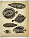 1812 ICHTHYOLOGY FISH FLOUNDER ZEBRA ARGUS CHAETODON