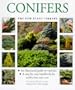 Conifers (New Plant Library)
