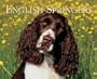 Just English Springer Spaniels