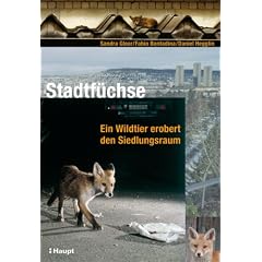 Stadtf�chse: Ein Wildtier erobert den Siedlungsraum