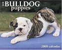 Just Bulldog Puppies 2008 Calendar (Just)