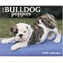 Just Bulldog Puppies 2008 Calendar