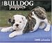 Just Bulldog Puppies 2008 Calendar (Just)