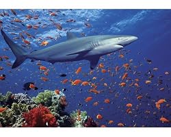 MELISSA & DOUG 100 PC SHARK JIGSAW PUZZLE