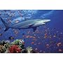 Melissa & Doug Shark 100 Piece Jigsaw Puzzle