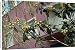 Canvas Prints of ROG-12070 Loquat Fruit Tree from Ardea Wildlife Pets