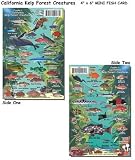 Kelp Forest Creatures Fish ID