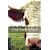 Cold Comfort Farm: 2500 Headwords (Oxford Bookworms Library)