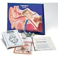 Ear Model Activity Set