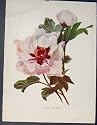 Single Tree Paeony Flower Plant Old Print 1884 Fine Art