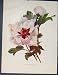Single Tree Paeony Flower Plant Old Print 1884 Fine Art