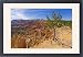 Framed Prints of Shallow rooted pine (Limber pine) (Pinus flexilis), at the edge of Bryce from Robert Harding