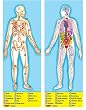 Melissa & Doug HUMAN ANATOMY FULL BODY 100 PC FLOOR PUZZLE
