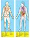 Melissa & Doug HUMAN ANATOMY FULL BODY 100 PC FLOOR PUZZLE