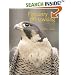 Falconry and Hawking