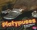 Platypuses (Pebble Plus: Australian Animals)