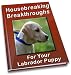 Housebreaking Breakthroughs For Your Labrador Puppy Housebreaking Breakthroughs For Your Labrador Puppy