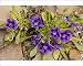 Photographic Prints of Karoo violet from Ardea Wildlife Pets