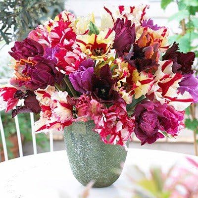 Parrot Tulip Bulbs Parrot Mixture 6 Bulbs 12/+cm