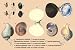 Art Poster, Natica Glauca, de Humboldt et al. - 27.5 x 18.75