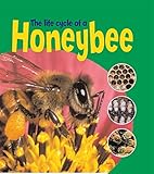 The life cycle of a honeybee