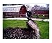 Don't Ruffle My Feathers! - (Emu) Humor Photographic Poster Print by Darlene Navor, 10x8