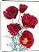 Canvas Prints of Eschscholzia Californica (Cherry Ripe Poppy) from Mary Evans