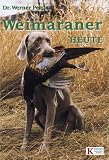 Weimaraner heute