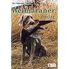 Weimaraner heute