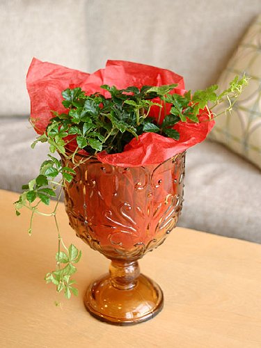【いい庭／観葉植物】シッサス・シュガーバイン（グラスベース）※ブラウン