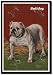 Framed Art Poster 20x30, White Bulldog