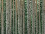 Detail of Arrow-Straight Evergreen Trunks Stretched Canvas Poster Print by Mattias Klum, 24x32 Detail of Arrow-Straight Evergreen Trunks Stretched Canvas Poster Print by Mattias Klum, 24x32