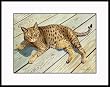 Seeing Spots by Drew Strouble