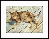 Seeing Spots by Drew Strouble