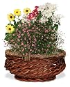 AeroGarden Centerpiece Basket for AeroGarden 3