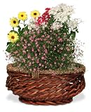 AeroGarden Centerpiece Basket for AeroGarden 3