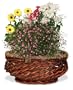 AeroGarden 970350-0100 Centerpiece Basket for 3