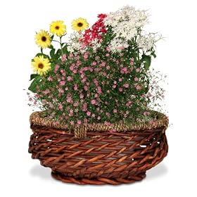 AeroGarden Centerpiece Basket for AeroGarden 3 by AeroGrow