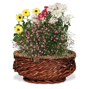 AeroGarden 970350-0100 Centerpiece Basket for 3 by 