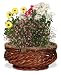 AeroGarden 970350-0100 Centerpiece Basket for 3