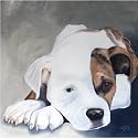 ZDISC 25 Pack American Pit Bull Terrier Note Cards by Dick Larsen
