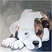 25 Pack American Pit Bull Terrier Note Cards by Dick Larsen