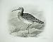 1906 Birds The Whimbrel Numenius Phaeopus Linnaeus